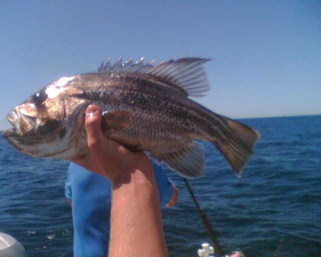 Small dhuie Small dhuie